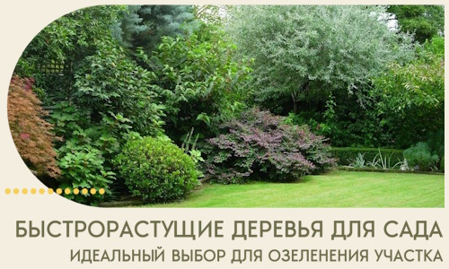 Быстрорастущие деревья для сада идеальный выбор в Петропавловске-Камчатском