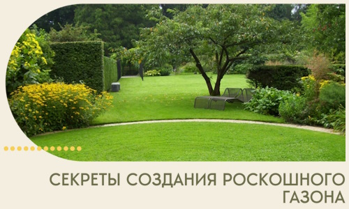 Секреты создания роскошного газона в Петропавловске-Камчатском